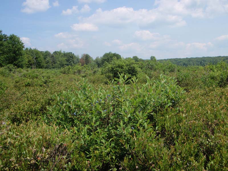 Leatherleaf - sedge wetland